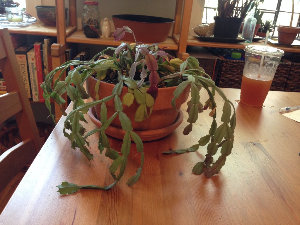 This poor guy has seen many better days.
