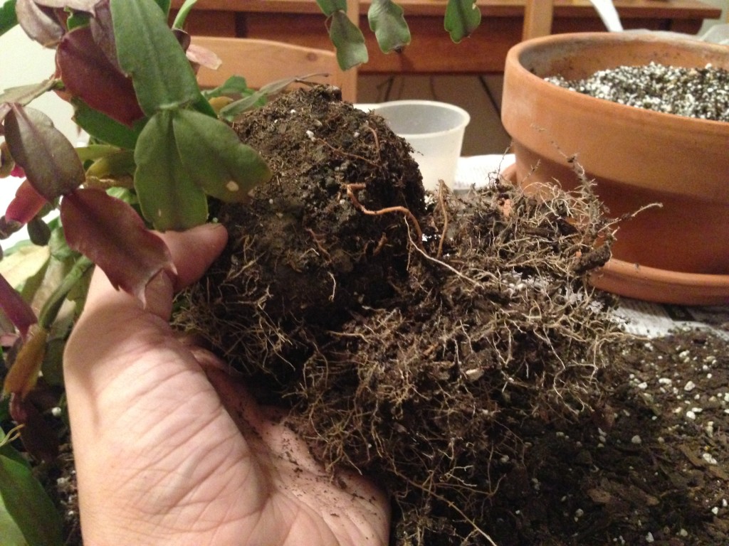 The cemented central root ball, with a few roots that managed to break free over the years.