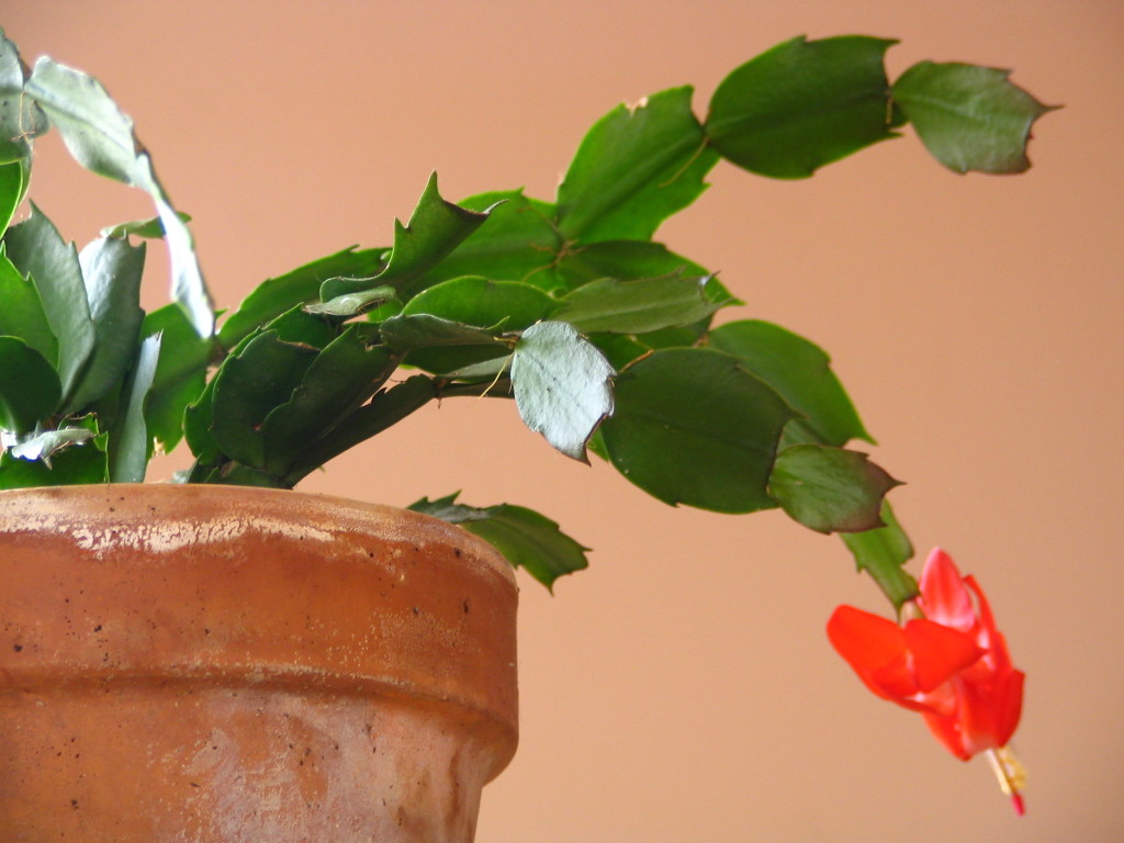 digipix (2006) > My Pictures > DIGIPIX > 2005-11-06 christmas cactus > IMG_1855.JPG