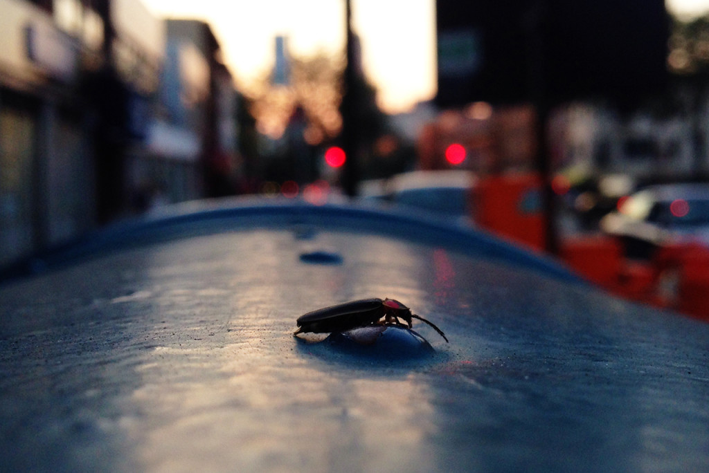 firefly on mailbox